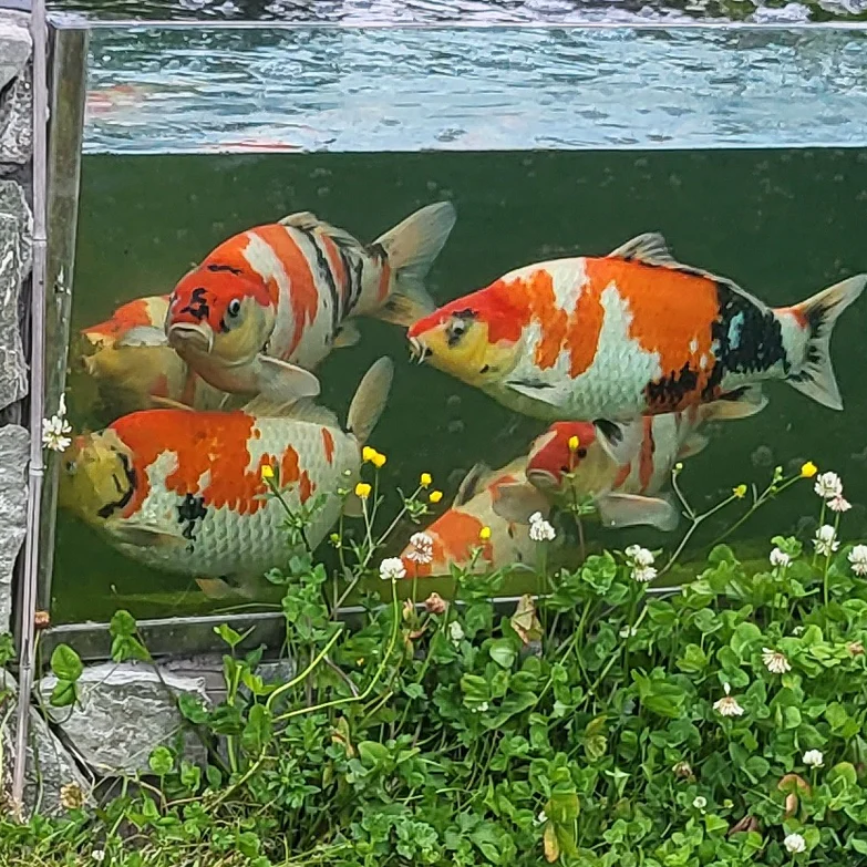 Pond Portals - Koi Viewing Window
