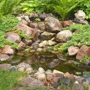 Aquascape 99763 DIY 4' x 6' Starter Pond Kit – Complete Small Backyard Ecosystem Water Garden System