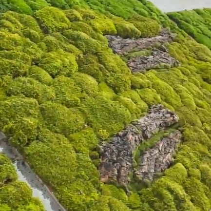 Jungle Wall Plants Moss Panel Vertical Garden, Landscaping Decking Lichen